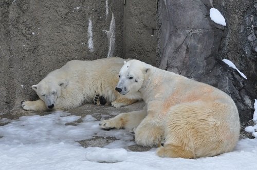 4月6日 旭山動物園 ホッキョクグマ イワンとサツキ2