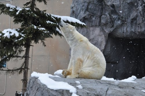4月6日 旭山動物園 ホッキョクグマ ルルとピリカ2