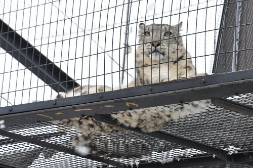 ４月６日　旭山動物園　もうじゅう館　ユキヒョウ・ライオン・トラ