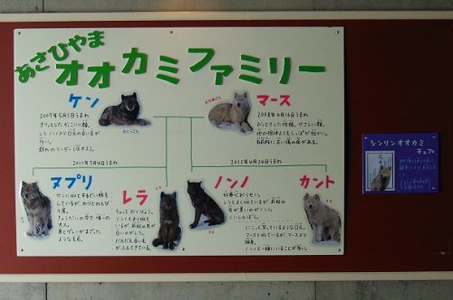 4月6日 旭山動物園 お昼寝中のシンリンオオカミ