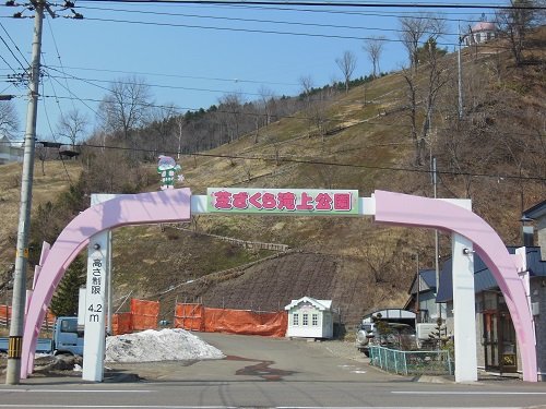 4月25日 滝上町 今日の芝ざくら滝上公園2