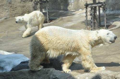 4月26日 旭山動物園 ホッキョクグマ サツキとイワン