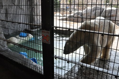 4月26日 旭山動物園 ホッキョクグマ ピリカとルル1