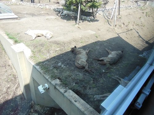4月26日 旭山動物園 シンリンオオカミ一家・・・気になるマースのお腹