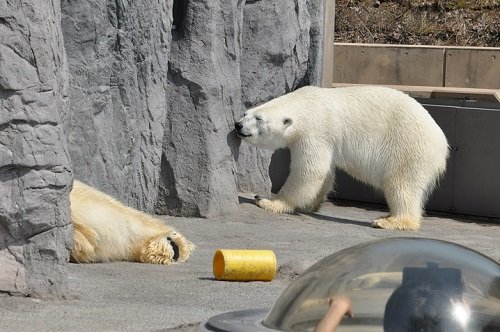4月26日 旭山動物園 ホッキョクグマ ルルとピリカ2
