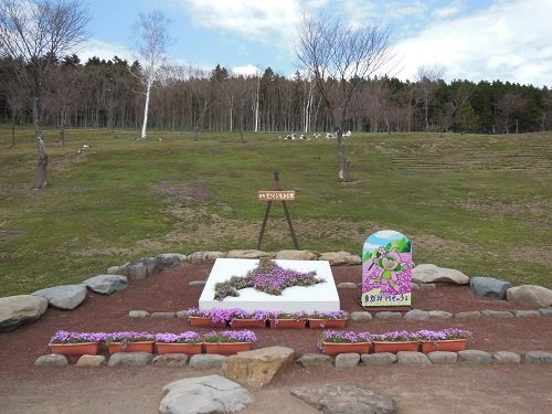 5月1日 滝上町 今日の芝ざくら滝上公園5