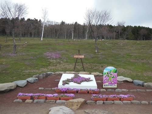 5月2日 滝上町 今日の芝ざくら滝上公園・・・番外編