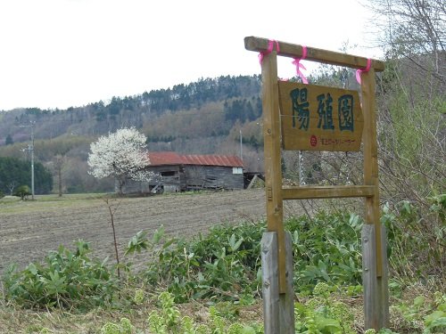 5月6日 滝上町 濁川にあるコブシ