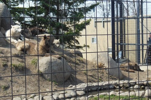 4月26日 旭山動物園 シンリンオオカミ なるほどガイド