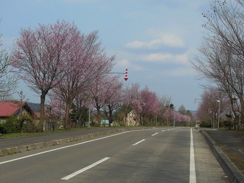 ５月８日　滝上町　今日の濁川地区・・・濁川公園の桜が満開です！