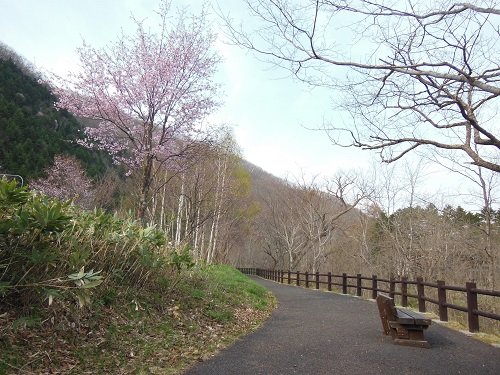 5月8日 滝上町 今日の錦仙峡・・・春