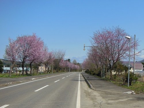 5月10日 滝上町 濁川と錦仙峡のコブシ