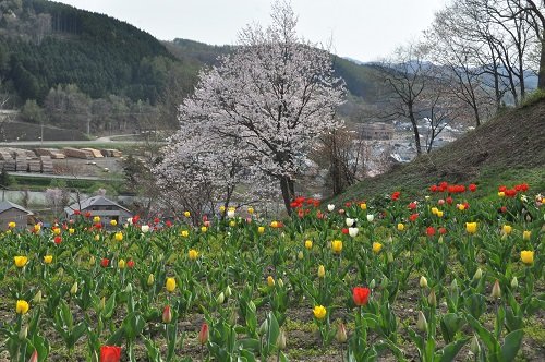 5月11日 滝上町 今日の芝ざくら滝上公園10