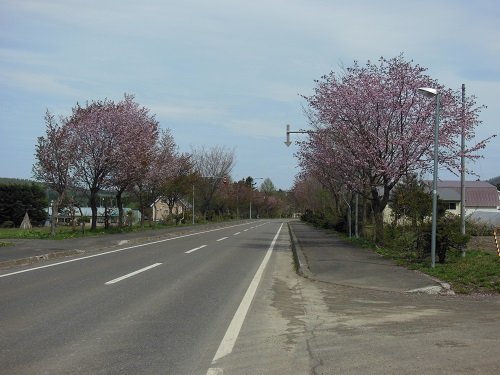 ５月１２日　滝上町　今日の濁川公園とコブシ