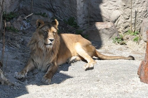 ４月２０日　円山動物園　ライオン　気になるティモンの胸毛？