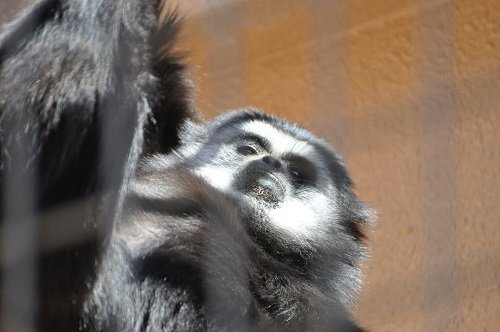 ４月２０日　円山動物園　シロテテナガザル　コタロー