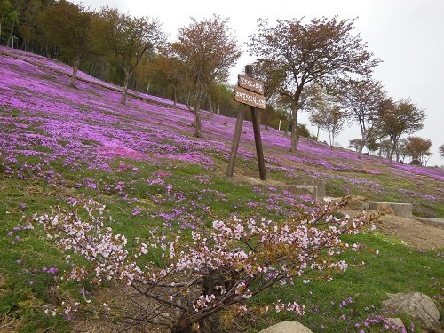 5月14日 滝上町 今日の芝ざくら滝上公園12