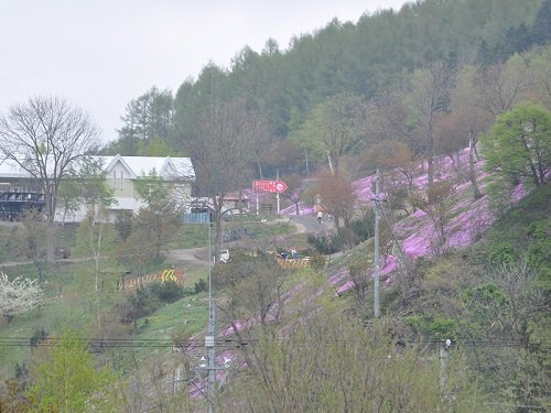5月15日 滝上町 我が家から見た、今日の芝ざくら滝上公園