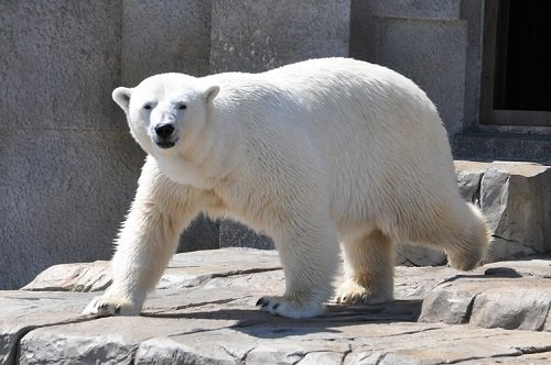 ４月２０日　円山動物園　ホッキョクグマ１