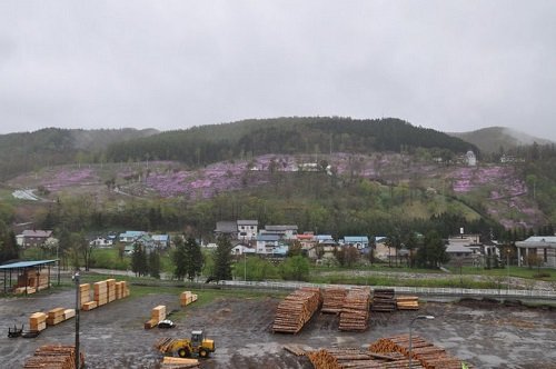 5月16日 滝上町 神社の坂から見た、今日の芝ざくら滝上公園