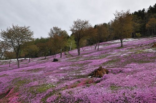 5月17日 滝上町 今日16時過ぎの芝ざくら滝上公園14