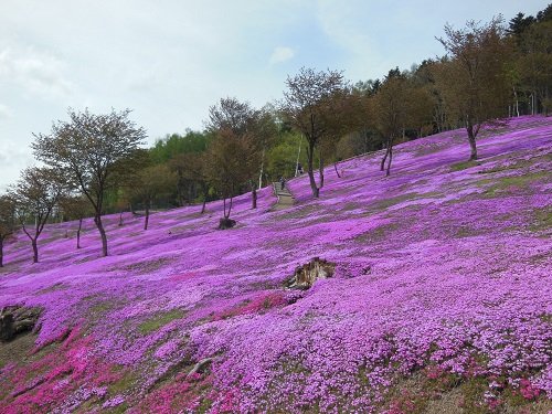 5月19日 滝上町 今日の芝ざくら滝上公園15