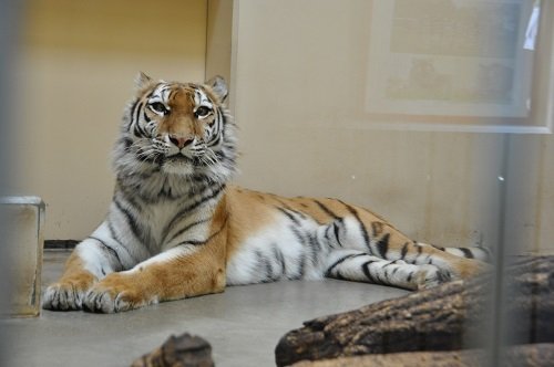 ５月１８日　釧路市動物園　アムールトラ　ココアのお誕生会１