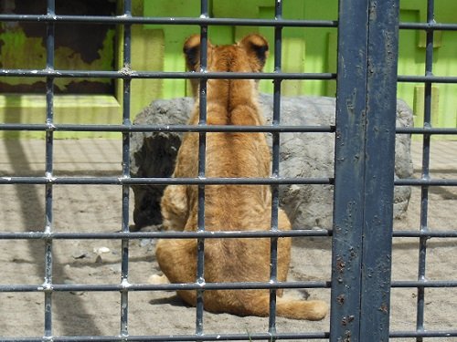 ５月１８日　釧路市動物園　猛獣舎のバックヤードツアー