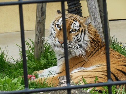 ５月１８日　釧路市動物園　アムールトラ　ココアのお誕生会２