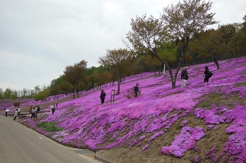 5月21日 滝上町 今日の芝ざくら滝上公園16