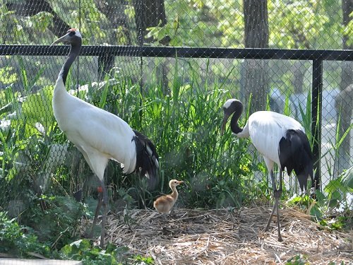 ５月２９日　旭山動物園　タンチョウヅルの親子