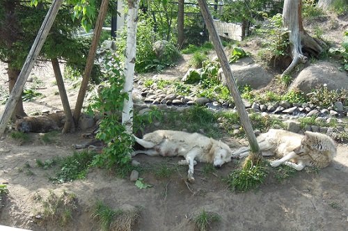 5月29日 旭山動物園 シンリンオオカミ親子2