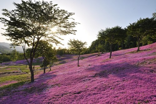 6月2日 滝上町 今日の芝ざくら滝上公園25