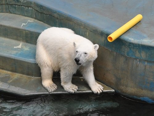 ５月１８日　釧路市動物園　ホッキョクグマ　ミルク１