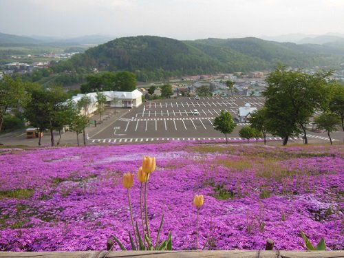 6月4日 滝上町 今日の芝ざくら滝上公園26