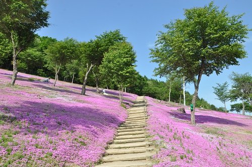 6月6日 滝上町 今日の芝ざくら滝上公園27