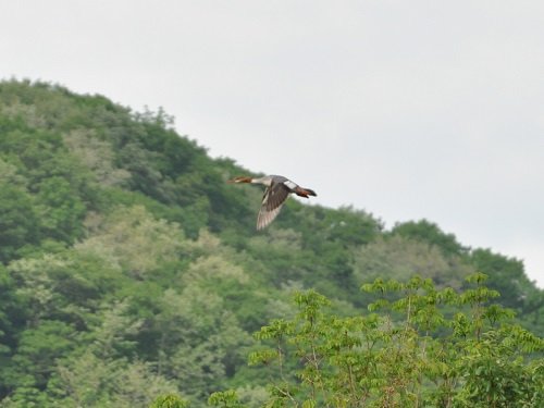 6月7日 滝上町 錦仙峡で出会ったカワアイサ