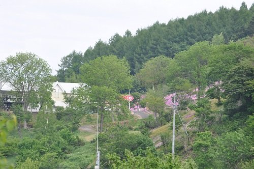 6月8日 滝上町 今日の我が家から見た芝ざくら滝上公園