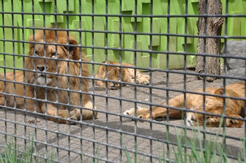 ５月１８日　釧路市動物園　ライオン一家