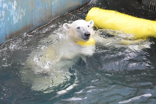 ５月１８日　釧路市動物園　ホッキョクグマ　ミルク２