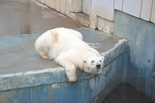 ５月１８日　釧路市動物園　ホッキョクグマ　ツヨシ