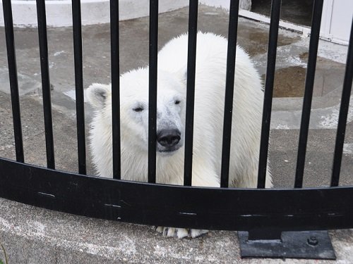 ５月１８日　釧路市動物園　ホッキョクグマ　ミルク３・・・パクパクタイム