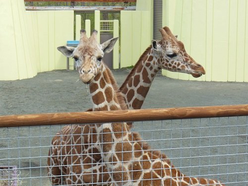 ５月１８日　釧路市動物園　アミメキリン　スカイとコハネ