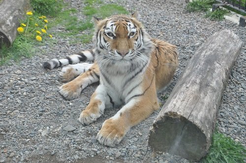 ５月１８日　釧路市動物園　アムールトラたち