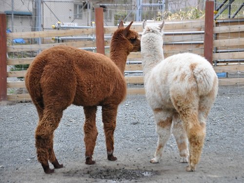 ５月１８日　釧路市動物園　アルパカたち