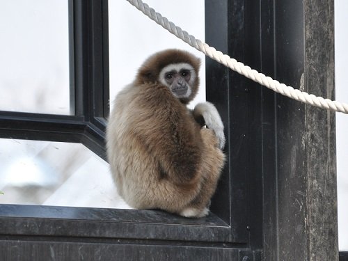 旭山動物園　シロテテナガザル　モンロー、おめでとう！