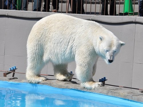 ４月２０日　円山動物園　ホッキョクグマ２