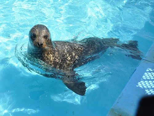 ５月４日　ＧＷ旅行２日目　室蘭水族館　屋外編