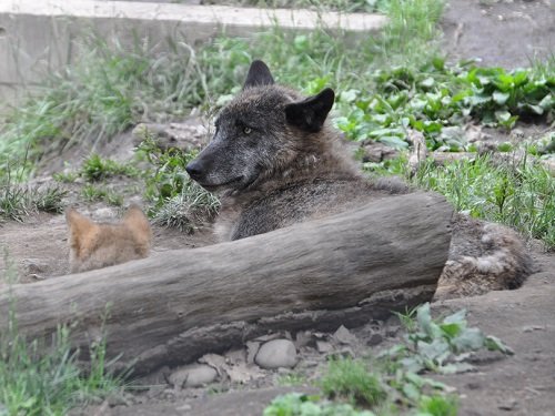 6月22日 旭山動物園 シンリンオオカミ レラと双子