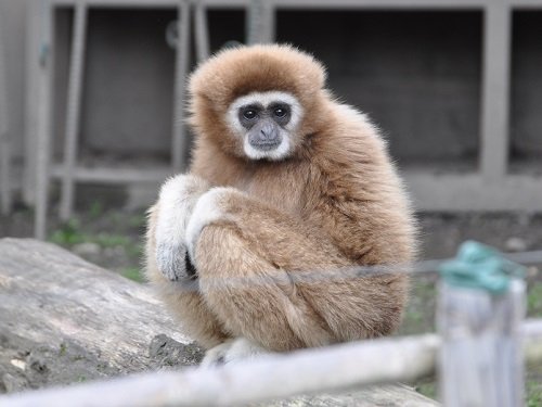 ６月２２日　旭山動物園　シロテテナガザル（動画を１つ追加）